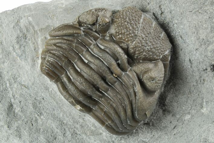 Wide, Partial Eldredgeops Trilobite Fossil - Silica Shale, Ohio #191141